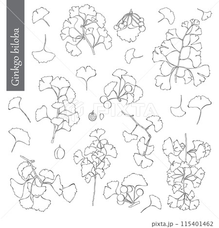 Ginkgo boloba Outline Hand drawn Vector Illustration on white backgroung 115401462
