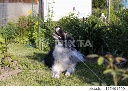 Large dog lying on the grass sticking his tongue out and looking away. A young beautiful dog mestizo from a shelter in the yard of a house. Selective focus, close-up. 115401690