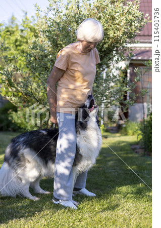 An elderly woman trains a dog in the yard of her home. A large dog, a shepherd mix, follows the owner's commands outside. Selective focus, close-up. An elderly woman trains a dog in the yard of her home. A large dog, a shepherd mix, follows the owner's commands outside. Selective focus, close-up. 115401736