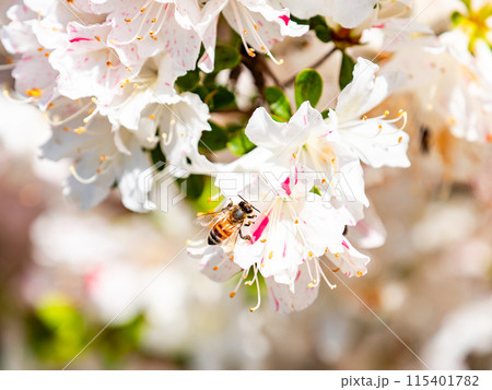 春本番　カラフルなツツジの蜜を集めに来たかわいいミツバチ 115401782