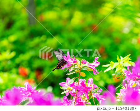 春本番　カラフルなツツジの蜜を吸いに来たクロアゲハ 115401807