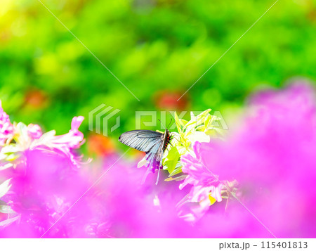 春本番 カラフルなツツジの蜜を吸いに来たクロアゲハ 春本番 カラフルなツツジの蜜を吸いに来たクロアゲハ 115401813