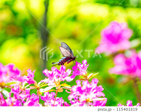 春本番 カラフルなツツジの蜜を吸いに来たクロアゲハ 春本番 カラフルなツツジの蜜を吸いに来たクロアゲハ 115401819