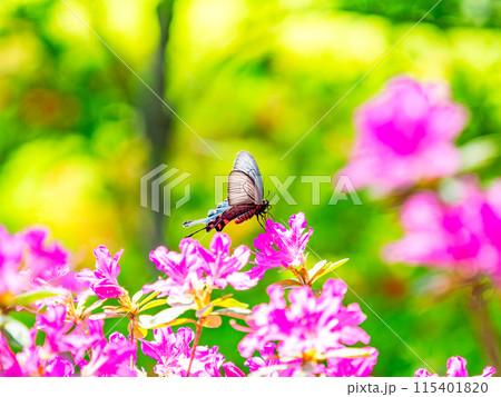 春本番　カラフルなツツジの蜜を吸いに来たクロアゲハ 115401820
