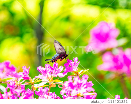 春本番　カラフルなツツジの蜜を吸いに来たクロアゲハ 115401821