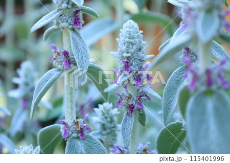 開花したラムズイヤーの花 115401996