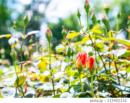 春の景色　咲くのが待ち遠しいたくさんのバラの蕾 115402132