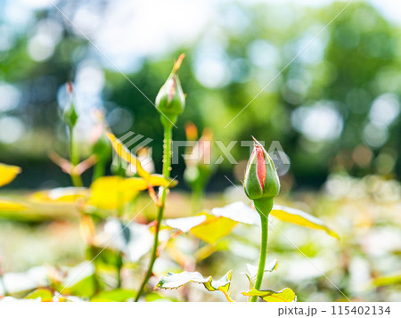 春の景色　咲くのが待ち遠しいたくさんのバラの蕾 115402134