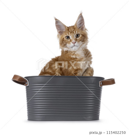 Maine Coon cat kitten on white 115402250