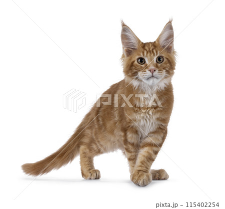 Maine Coon cat kitten on white 115402254
