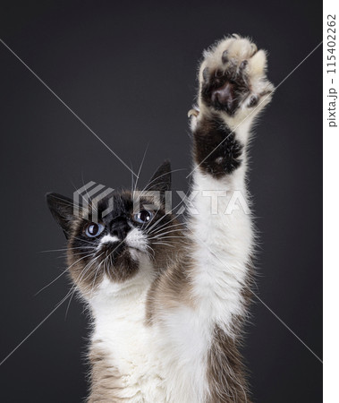 Snowshoe cat on black background Snowshoe cat on black background 115402262