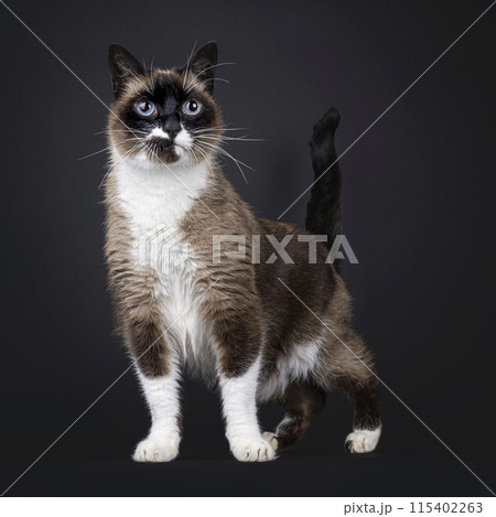 Snowshoe cat on black background Snowshoe cat on black background 115402263
