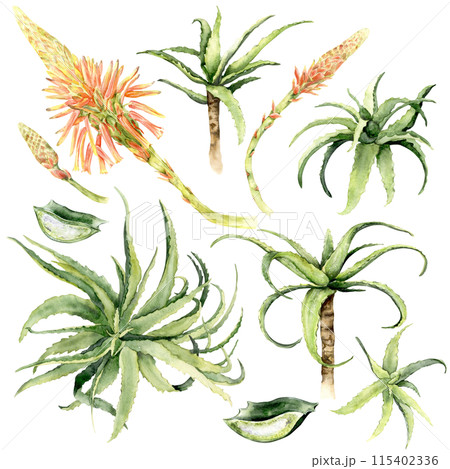 watercolor aloe vera set. watercolor aloe vera set. 115402336