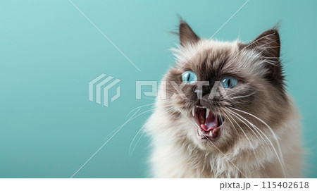 Himalayan, angry cat baring its teeth, studio...のイラスト素材 [115402618] - PIXTA