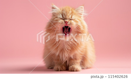 Munchkin, angry cat baring its teeth, studio lighting pastel background 115402626