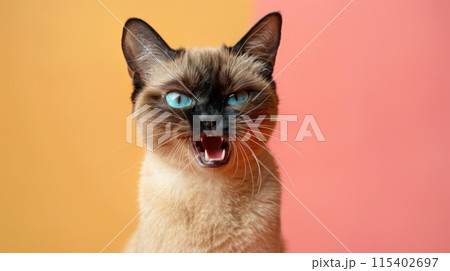 Burmese, angry cat baring its teeth, studio lighting pastel background 115402697