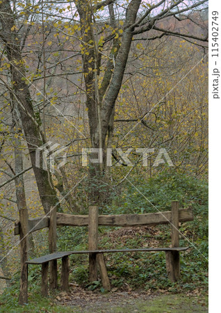 wooden bench in nature to enjoy the surroundings wooden bench in nature to enjoy the surroundings 115402749