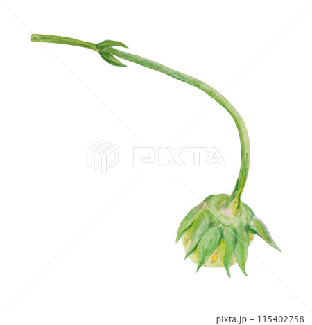 Green strawberry hand drawn watercolor illustration. Delicious food art, fresh botanical realistic painting. Summer berry clipart for restaurant, cafe menu, packaging of farm goods, vegan products Green strawberry hand drawn watercolor illustration. Delicious food art, fresh botanical realistic painting. Summer berry clipart for restaurant, cafe menu, packaging of farm goods, vegan products 115402758
