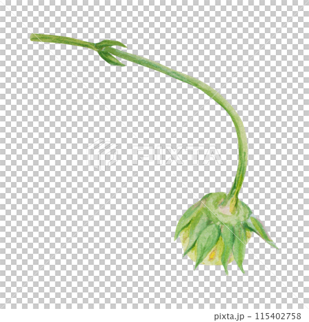 Green strawberry hand drawn watercolor illustration. Delicious food art, fresh botanical realistic painting. Summer berry clipart for restaurant, cafe menu, packaging of farm goods, vegan products Green strawberry hand drawn watercolor illustration. Delicious food art, fresh botanical realistic painting. Summer berry clipart for restaurant, cafe menu, packaging of farm goods, vegan products 115402758