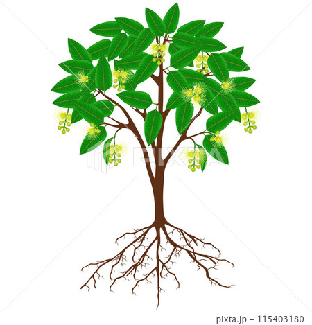 Rose apple tree with flowers on a white background. Rose apple tree with flowers on a white background. 115403180