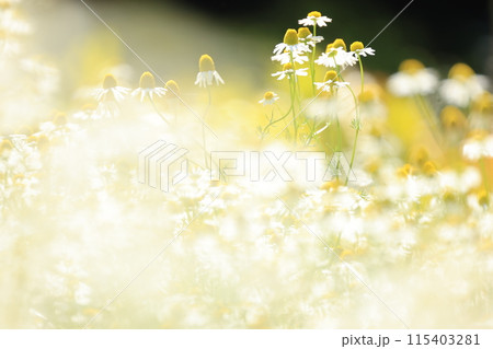 群生して咲くローマンカモミールの花 115403281