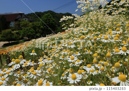 群生して咲くローマンカモミールの花 115403283