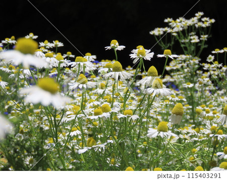群生して咲くローマンカモミールの花 115403291