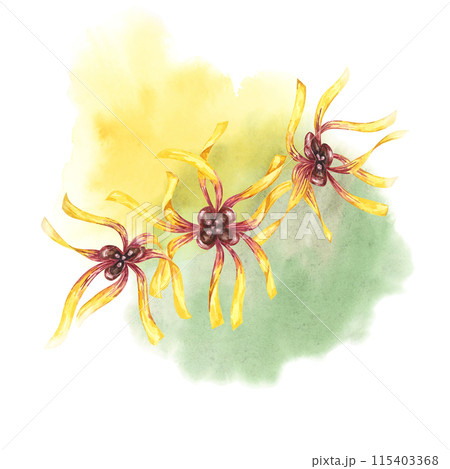 Witch hazel yellow plant flowers on the watercolor stain backdrop. Hamamelis virginiana in bloom. Watercolor florals for cosmetics, water, herbal medicine, beauty, cream packaging, national day flyer, 115403368
