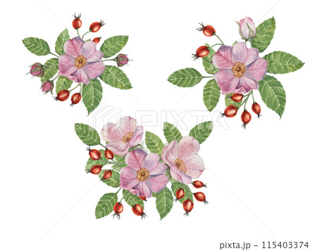 Pink wild rose flowers with buds and rosehip berries. Rosa canina plant branch in watercolor. Floral briar bouquet clipart set for botanical design, greeting card, invitation, label, perfume, sticker 115403374