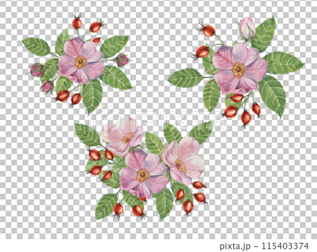 Pink wild rose flowers with buds and rosehip berries. Rosa canina plant branch in watercolor. Floral briar bouquet clipart set for botanical design, greeting card, invitation, label, perfume, sticker 115403374