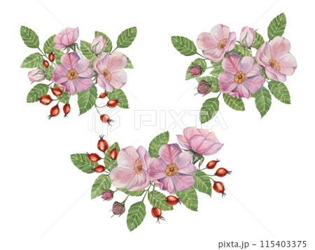 Pink rosehip flowers with buds, berries and leaves. Rosa canina flower bundles in watercolor. Floral wild rose bouquet clipart set for botanical design, greeting card, invitation, label, cosmetics 115403375