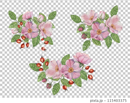 Pink rosehip flowers with buds, berries and leaves. Rosa canina flower bundles in watercolor. Floral wild rose bouquet clipart set for botanical design, greeting card, invitation, label, cosmetics 115403375