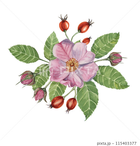 Red rosehip berries and Pink wild rose flowers with buds. Rosa canina plant branch in watercolor. Floral dogrose clipart for botanical design, greeting cards, invitations, scrapbooking, decoration Red rosehip berries and Pink wild rose flowers with buds. Rosa canina plant branch in watercolor. Floral dogrose clipart for botanical design, greeting cards, invitations, scrapbooking, decoration 115403377