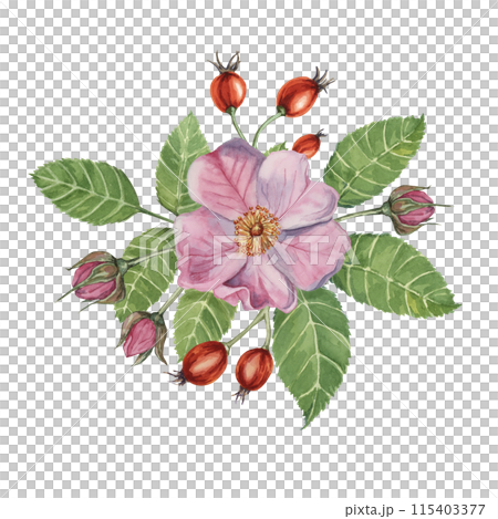 Red rosehip berries and Pink wild rose flowers with buds. Rosa canina plant branch in watercolor. Floral dogrose clipart for botanical design, greeting cards, invitations, scrapbooking, decoration Red rosehip berries and Pink wild rose flowers with buds. Rosa canina plant branch in watercolor. Floral dogrose clipart for botanical design, greeting cards, invitations, scrapbooking, decoration 115403377