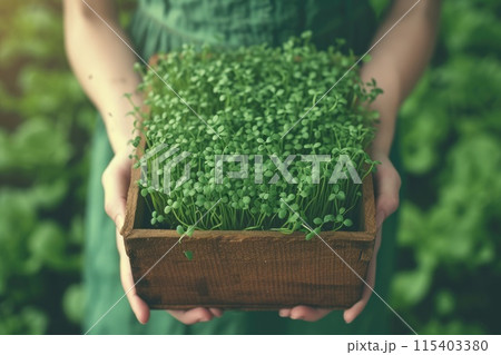 Ai generated Close up of female hands taking care of small microgreens plant. Greenhouse seedlings 115403380