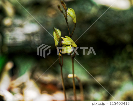 菌従属栄養植物 ラン科ウスキムヨウランの開花 菌従属栄養植物 ラン科ウスキムヨウランの開花 115403413
