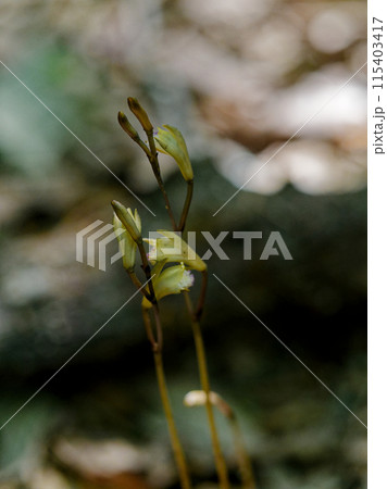 菌従属栄養植物　ラン科ウスキムヨウランの開花 115403417