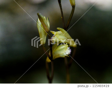 菌従属栄養植物 ラン科ウスキムヨウランの開花 菌従属栄養植物 ラン科ウスキムヨウランの開花 115403419