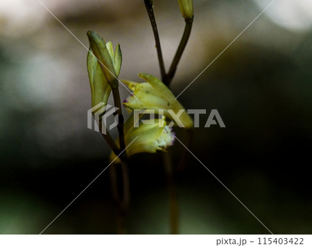 菌従属栄養植物　ラン科ウスキムヨウランの開花 115403422