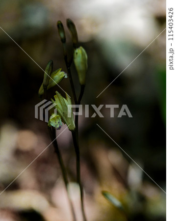 菌従属栄養植物　ラン科ウスキムヨウランの開花 115403426