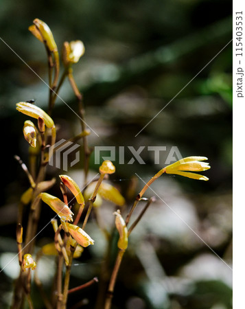 菌従属栄養植物 ラン科エンシュウムヨウラン 菌従属栄養植物 ラン科エンシュウムヨウラン 115403531