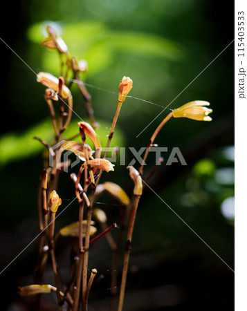 菌従属栄養植物 ラン科エンシュウムヨウラン 菌従属栄養植物 ラン科エンシュウムヨウラン 115403533