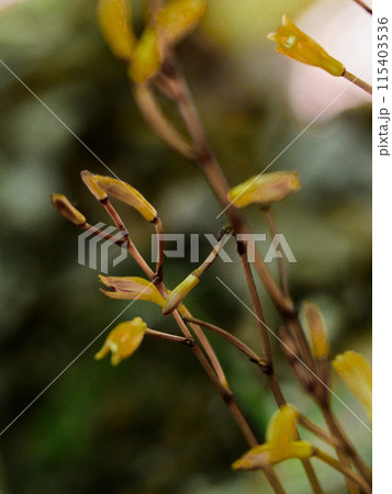 菌従属栄養植物 ラン科エンシュウムヨウラン 菌従属栄養植物 ラン科エンシュウムヨウラン 115403536
