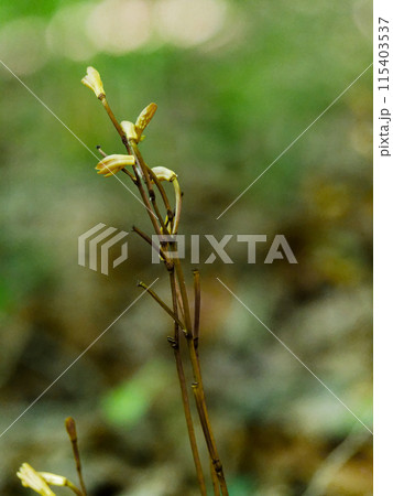 菌従属栄養植物 ラン科エンシュウムヨウラン 菌従属栄養植物 ラン科エンシュウムヨウラン 115403537