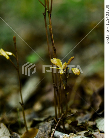 菌従属栄養植物 ラン科エンシュウムヨウラン 菌従属栄養植物 ラン科エンシュウムヨウラン 115403539