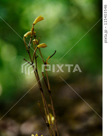 菌従属栄養植物 ラン科エンシュウムヨウラン 菌従属栄養植物 ラン科エンシュウムヨウラン 115403546