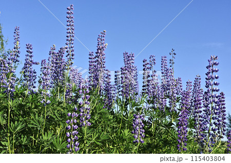 blooming lupines on the side of road in summer 115403804