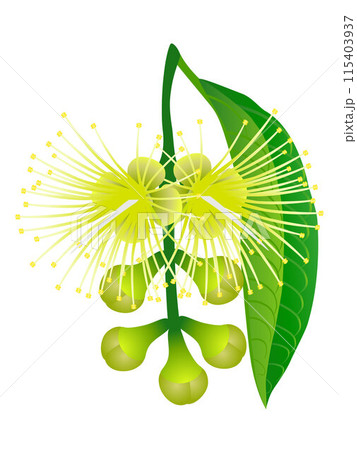 Syzygium jambos or rose apple flower on a white background. 115403937