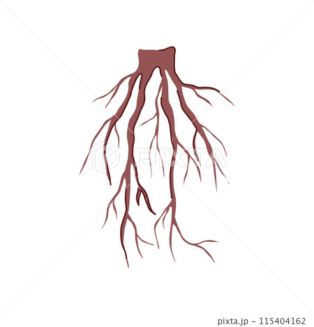 graphic tree root cartoon vector illustrationのイラスト素材 [115404162] - PIXTA