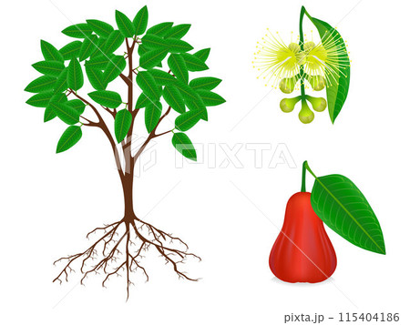 Parts of syzygium jambos tree on a white background. Parts of syzygium jambos tree on a white background. 115404186